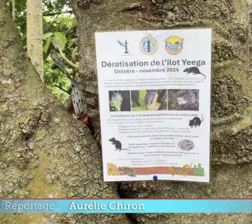 À Hienghène, l’îlot Yeega se fait dératiser